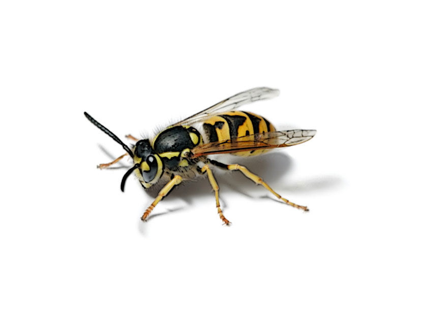 European_wasp