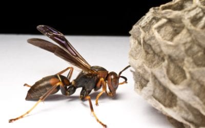 Beware of the stinging insects!