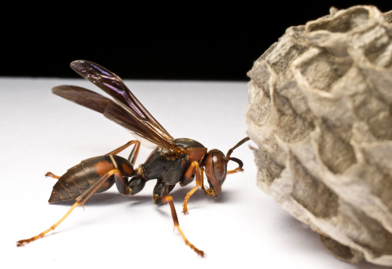 Paper_wasp_side_view_with_nest_no_text