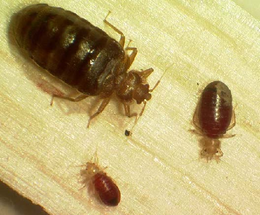 adult bed bug with babies