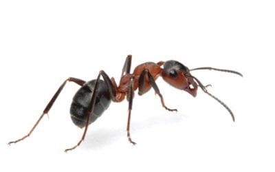 Ant exterminator Indiana. We’ve got you covered!