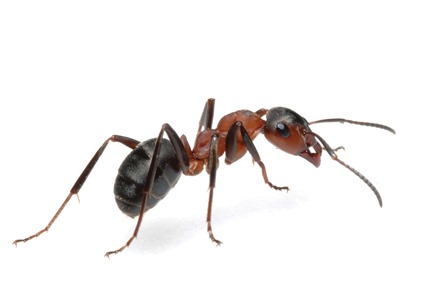 Ant exterminator Indiana. We’ve got you covered!