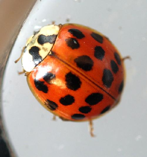 asian beetle resized 600