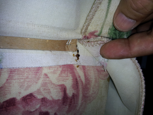 bed bugs in chair upholstery
