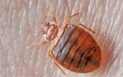 Bed Bug Heat Treatment