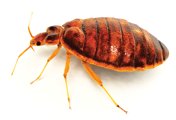 bed bug control indiana