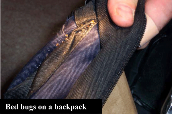 bed bugs on backpack