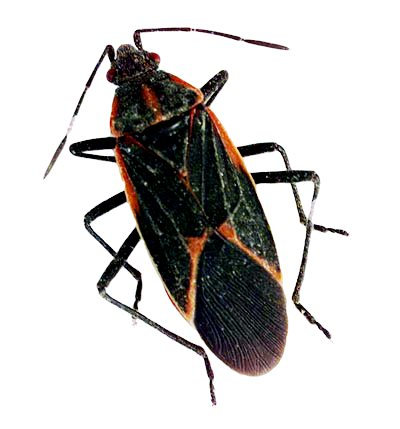 boxelder bug