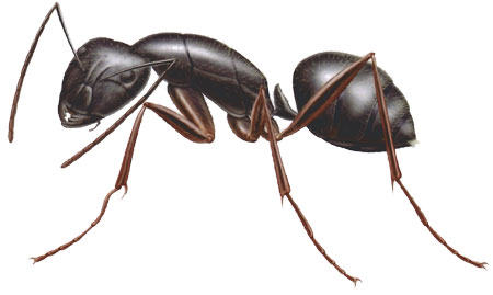 carpenter ant control