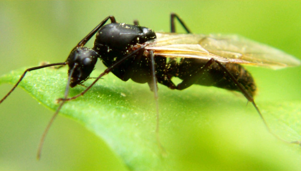 carpenter_ant_alate