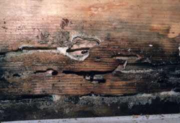 carpenter_ant_damage_to_beam