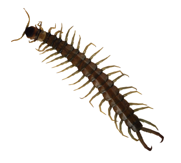 centipede resized 600