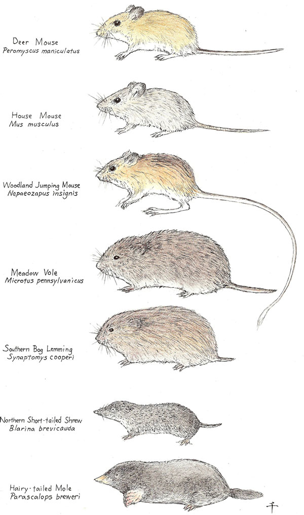 common rodents resized 600
