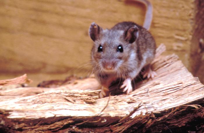 deer_mouse_on_wood