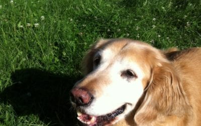 How to Get Rid of Fleas and Ticks in the Yard and Protect Your Pets