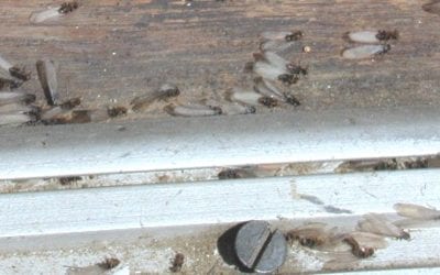 Difference between ants and termites in Indiana