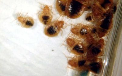 How did I get bed bugs? A guide for being bed bug free.