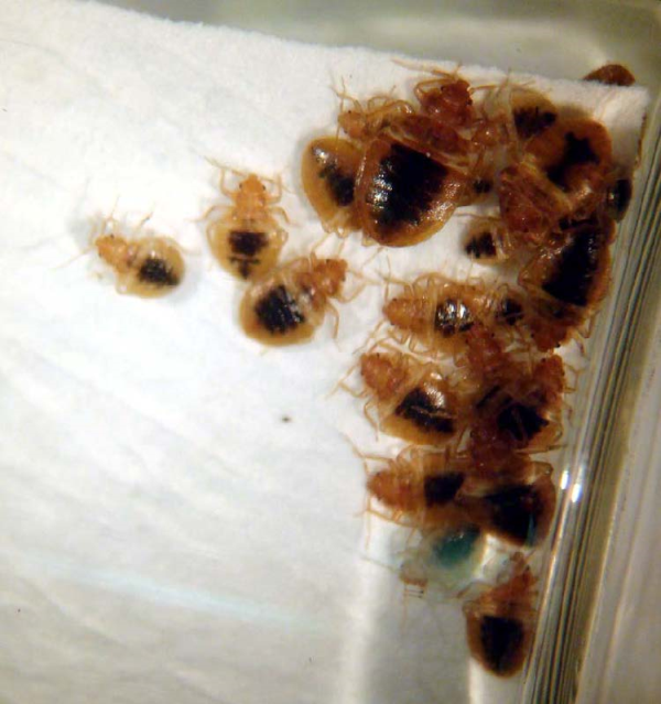 aggregating bed bugs