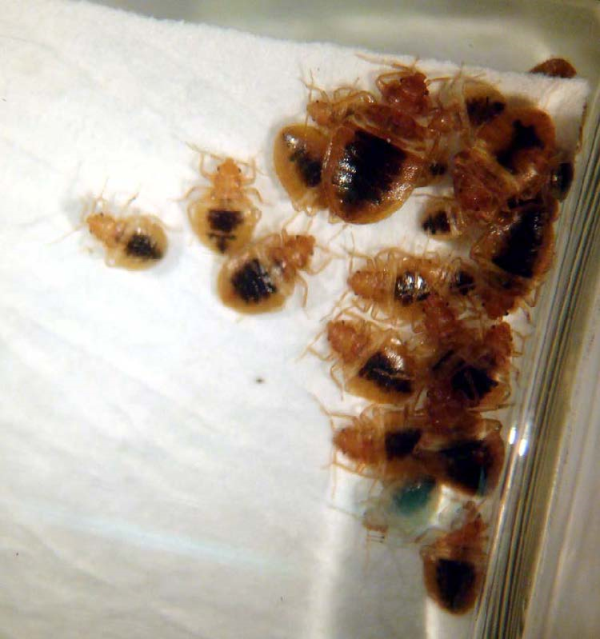 bed bug aggregating