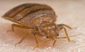 bed bug bloodmeal