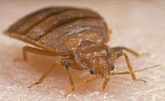 bed bug feeding