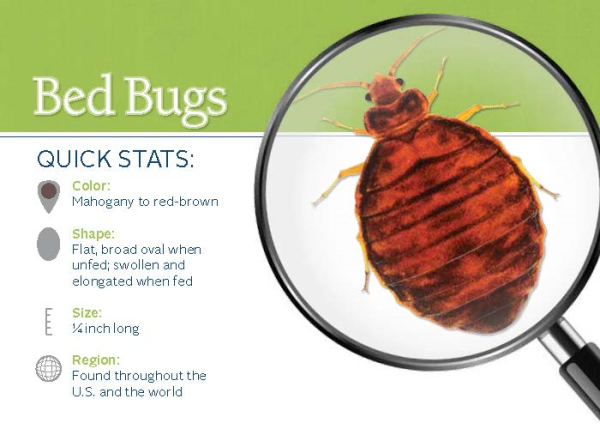 bed bug flash card