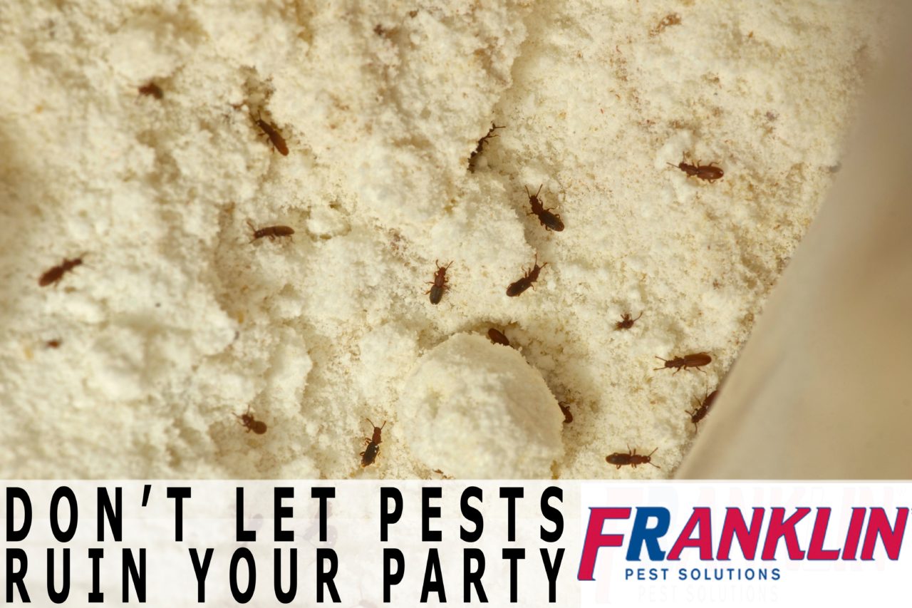 franklin-pantry-pests4.jpg