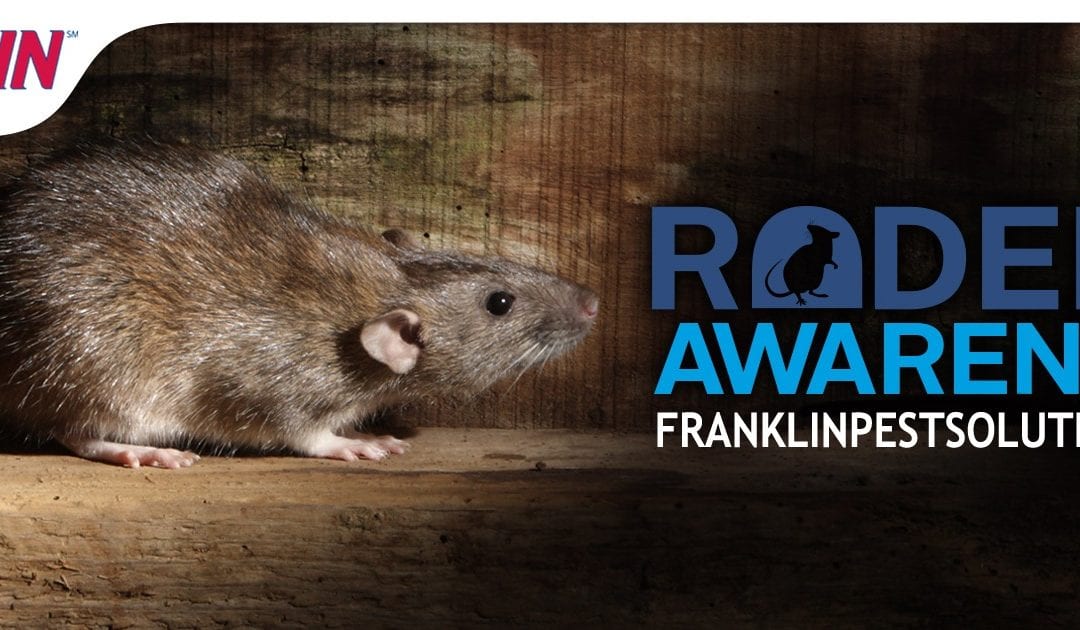 Rodent Awareness Week: Rodent Problems
