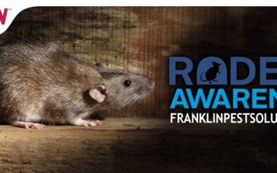 Rodent Awareness Week: Rodent Problems