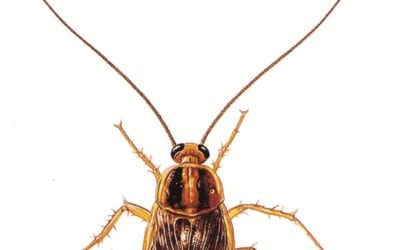 Roach exterminators Michigan City Indiana