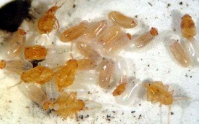 Bed bug education to kick off Bed bug Awareness week!