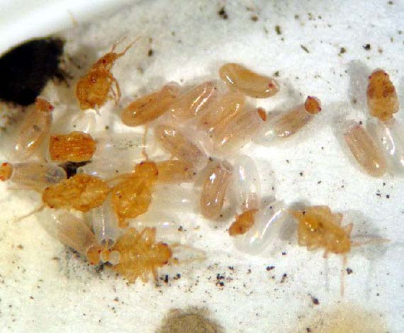 bed bugs hatching from eggs
