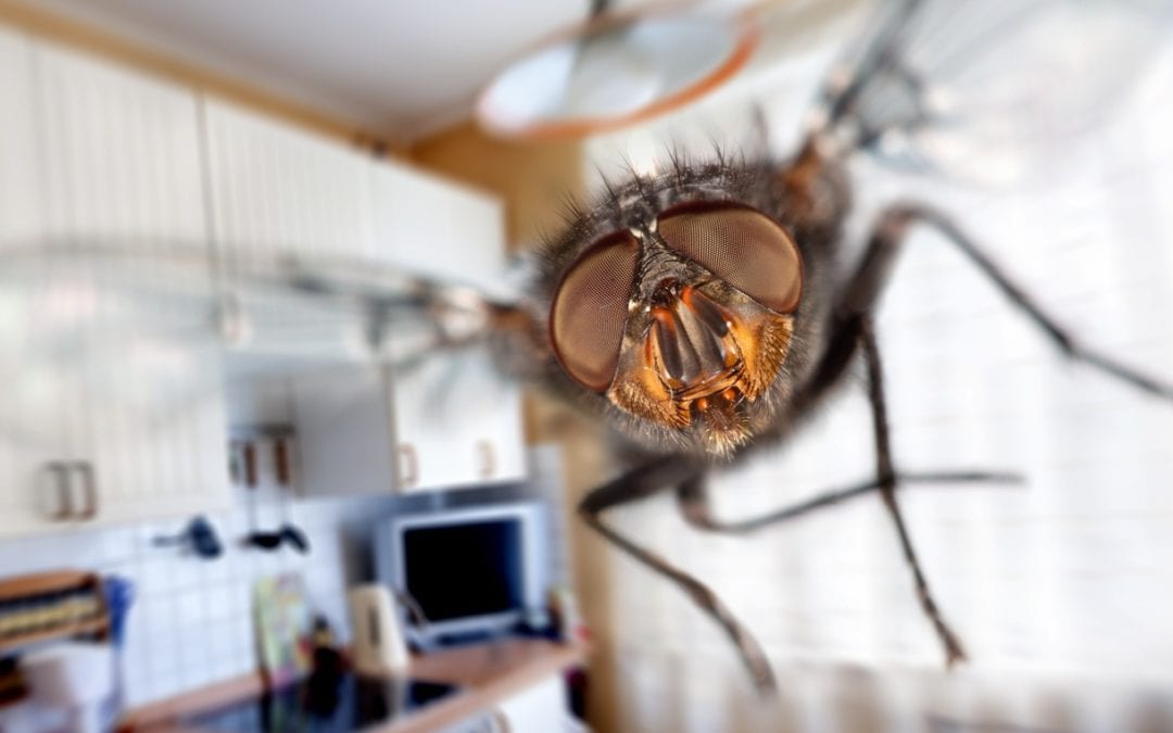 Tiny Bugs in Kitchen: Pantry Pests