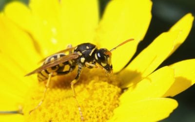 Protection From Stinging Insects All Year