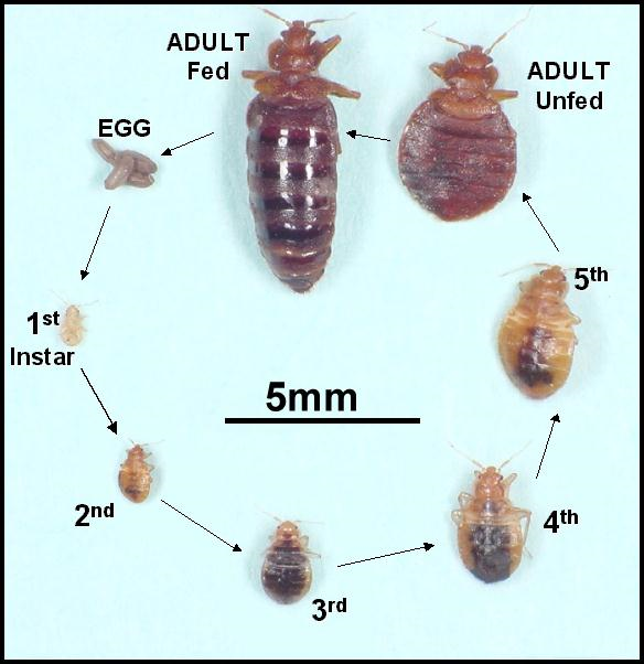 bed bug life cycle