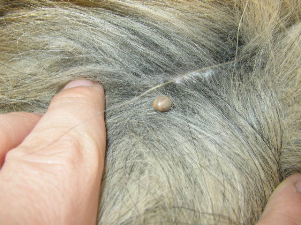 check your pets for ticks regularly