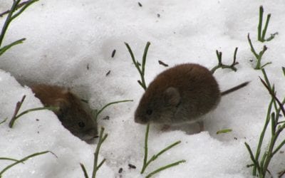 Need a mouse exterminator Indiana? ‘Tis the season!