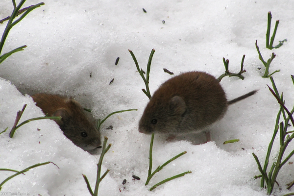 mice in snow burrows resized 600