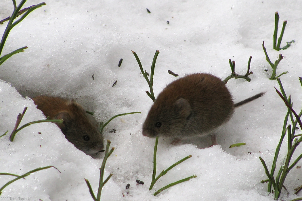 mice_in_snow_burrows