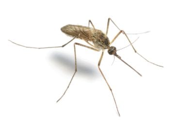 West Nile threats on the rise. Get a Mosquito exterminator Indiana!