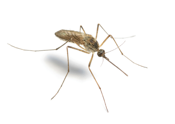mosquito cpp