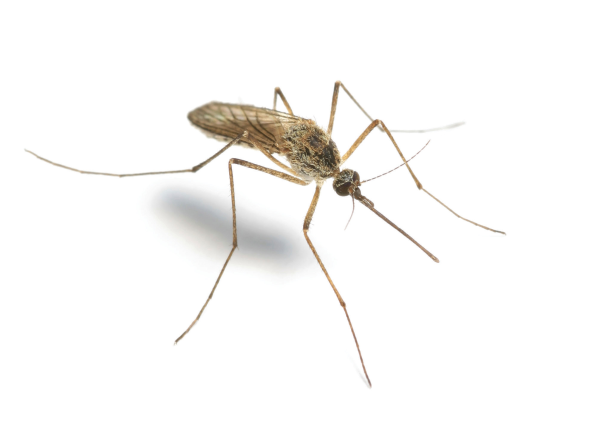 mosquito west nile virus