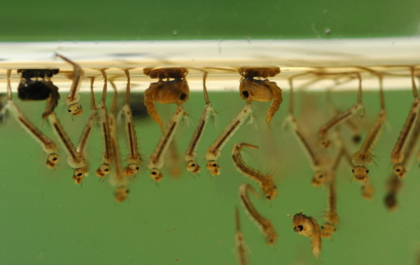 mosquito larvae resized 600