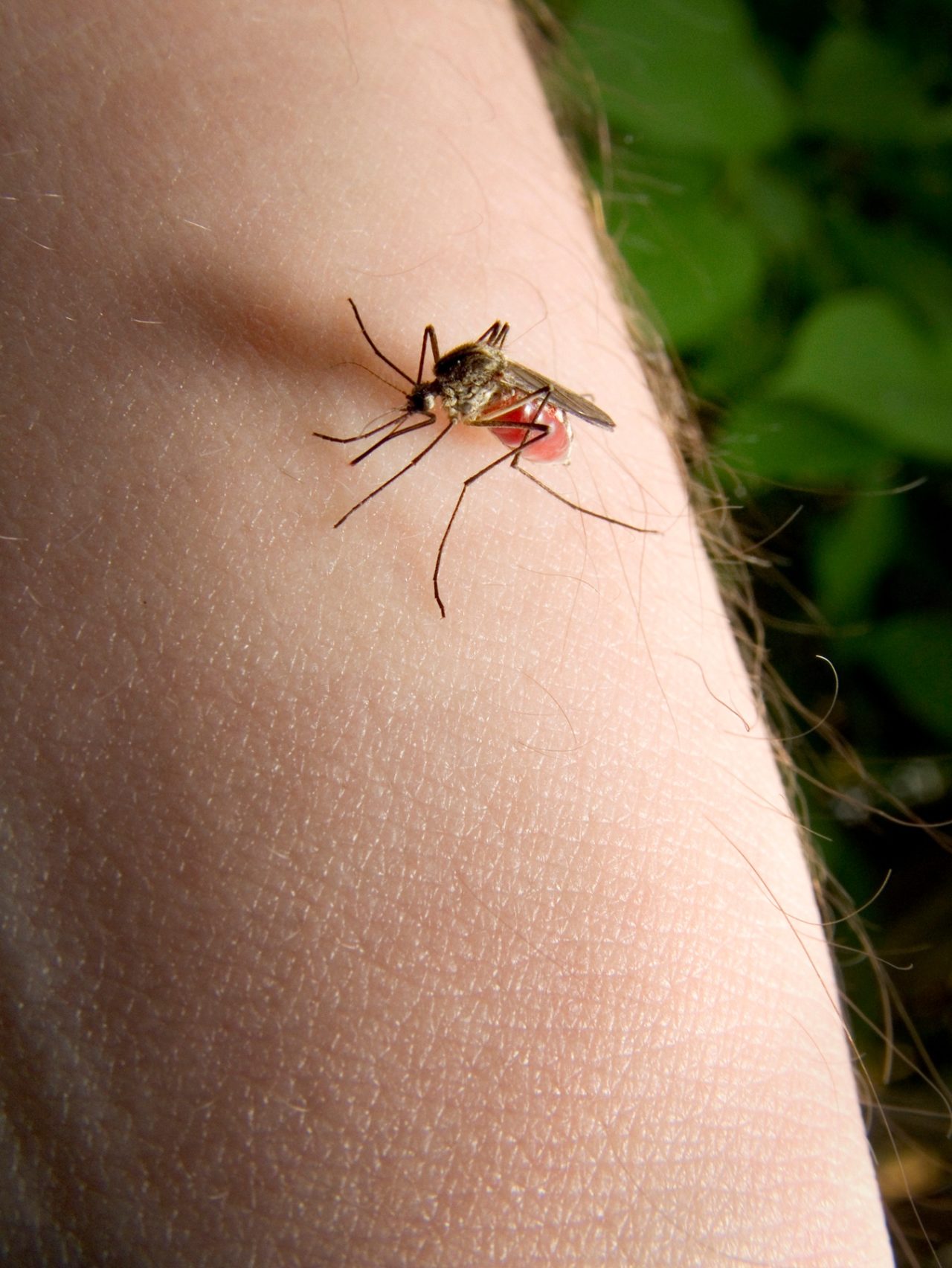 mosquito_on_arm.jpg