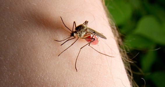 mosquito_on_arm_wide.jpg