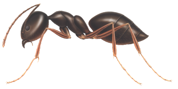 odorous house ant control