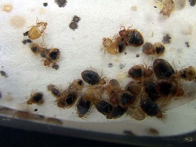 bed bugs and skins