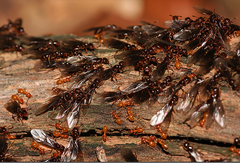 ant swarm