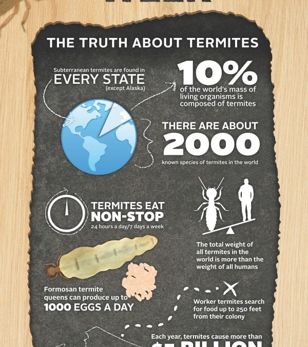 Termites in Indiana. Nothing but the truth.