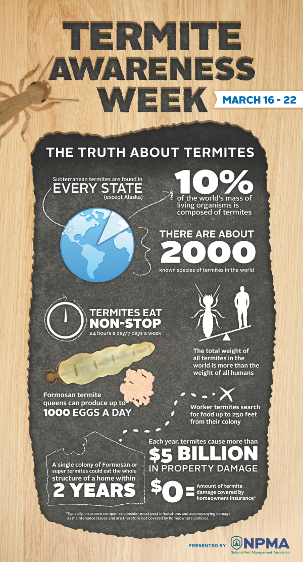 termite awareness week infographic resized 600